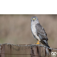 گروه سنقرها Harriers